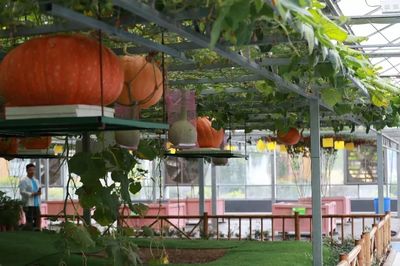 感受知青激情歲月，助力鄉村振興——省第九屆全民健身運動會氣排球活動走進蘭陵